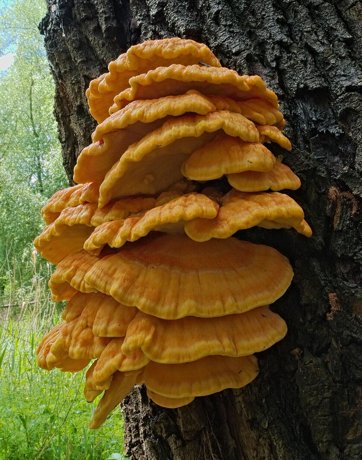 Laetiporus sulphureus - 