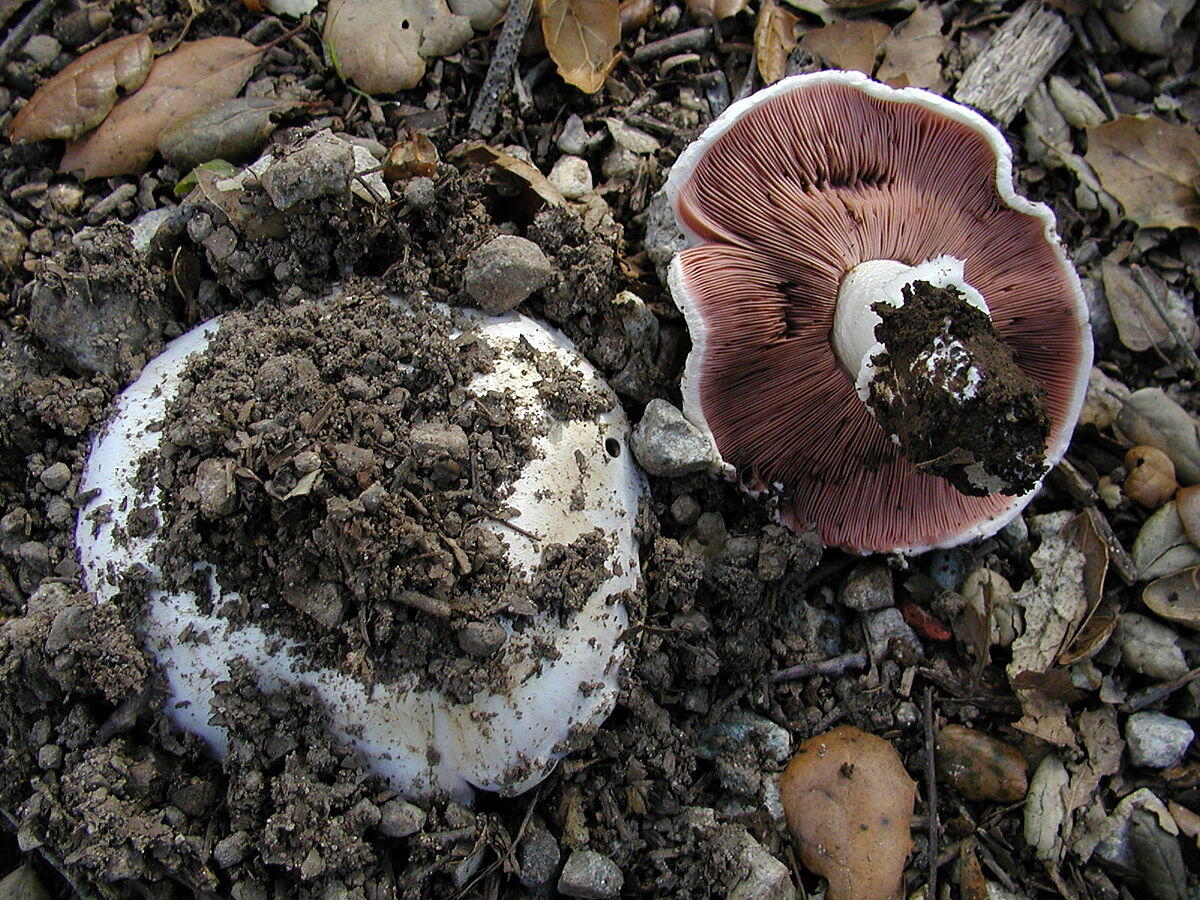 Agaricus bitorquis (Prataiolo a due anelli, Fungo sottoasfalto) - 