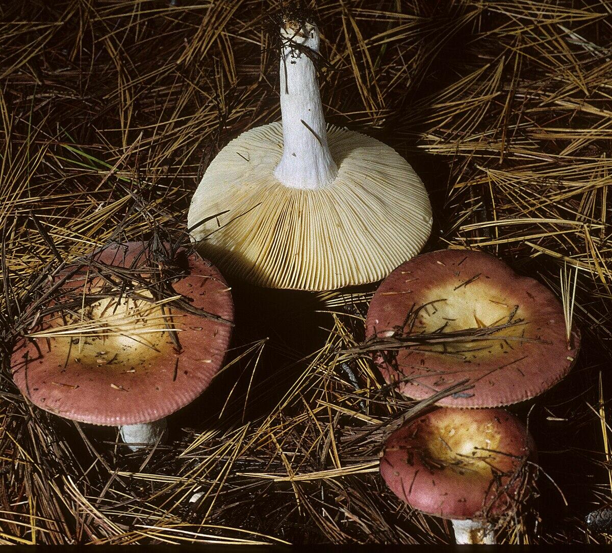 Russula obscura - 