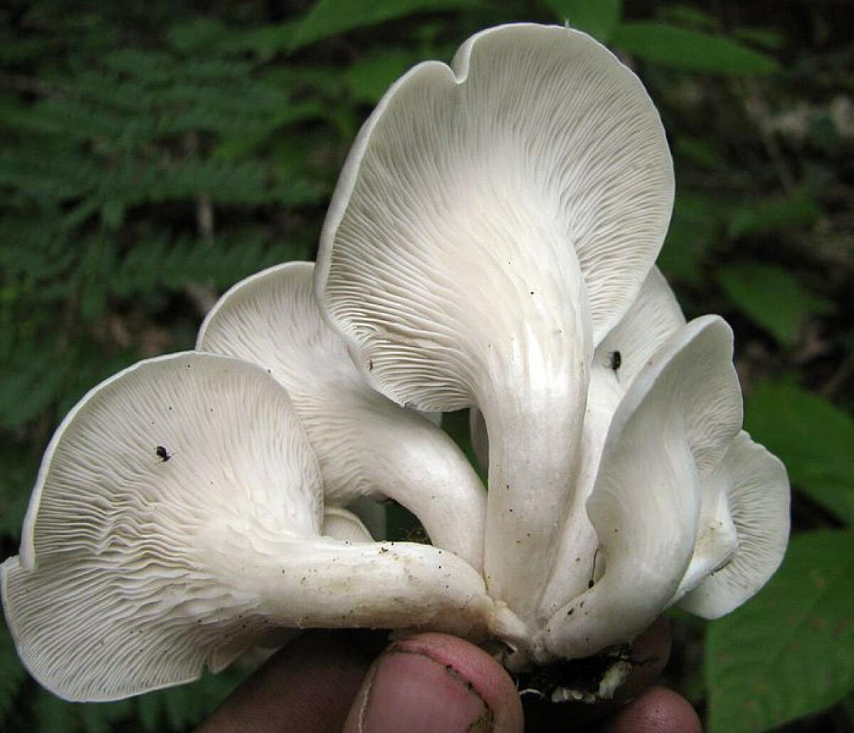 Pleurotus cornucopiae - 