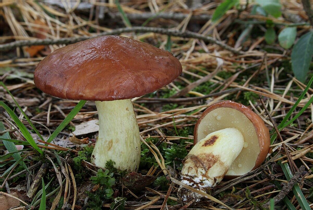 Suillus granulatus - 