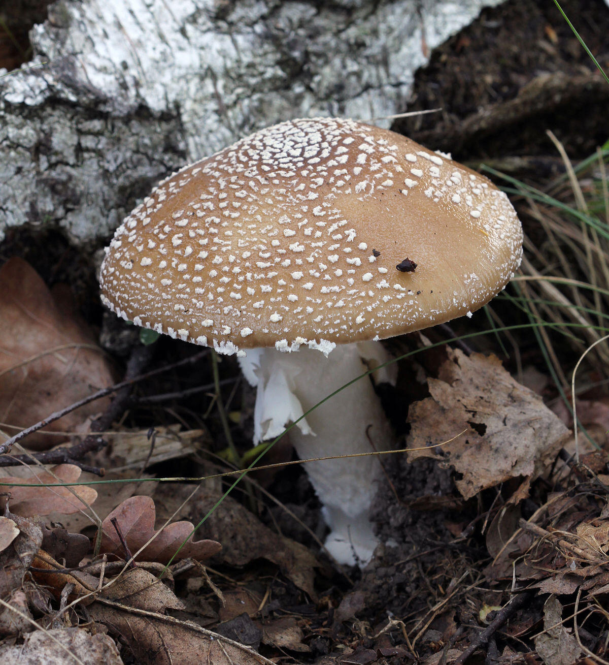 Amanita pantherina (Tignosa bruna) - 