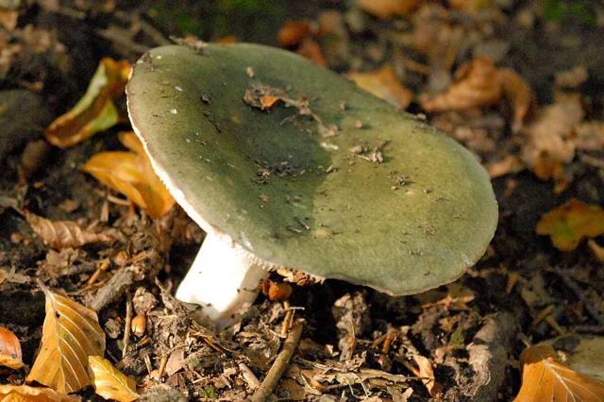 Russula heterophylla - 