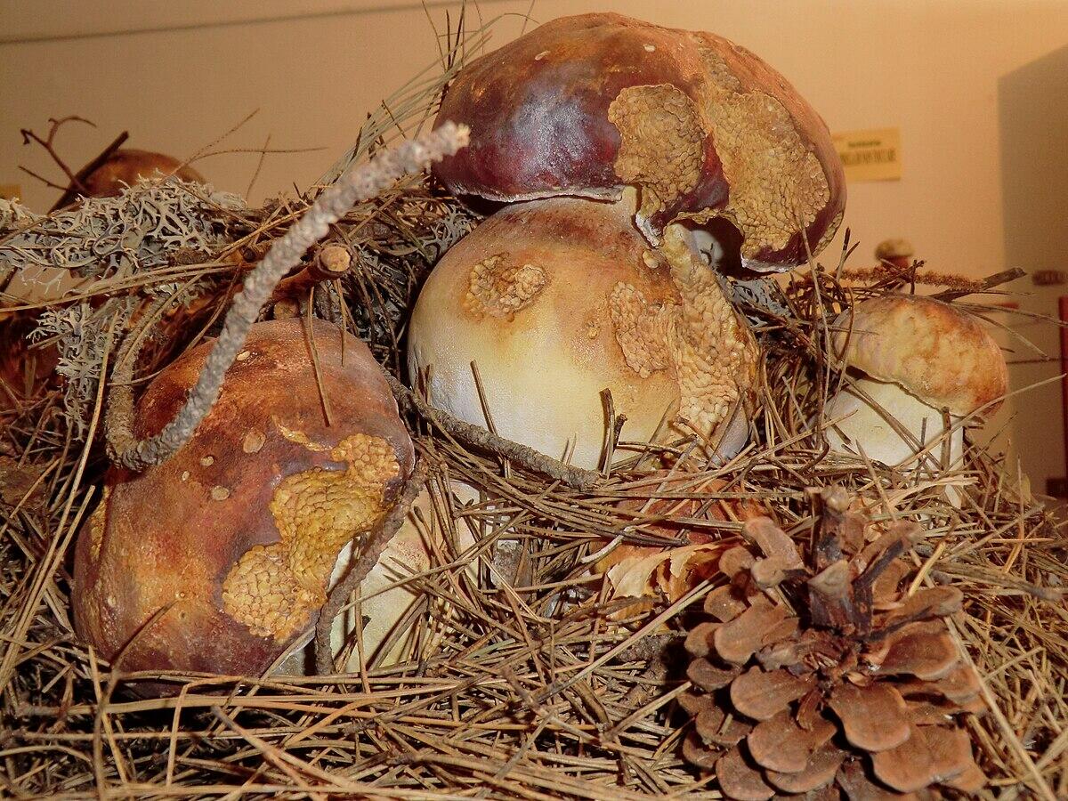 Boletus pinicola (Porcino del pino, Porcino pinicola) - 