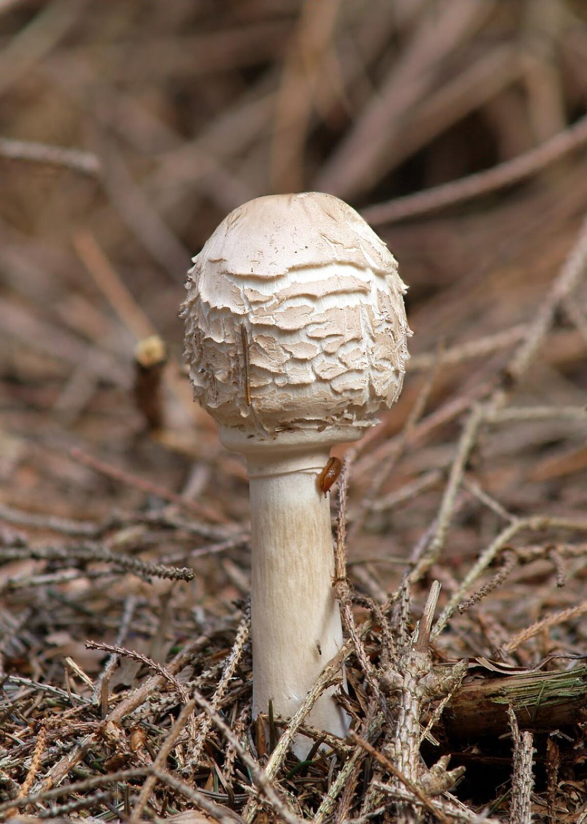 Macrolepiota rhacodes - 