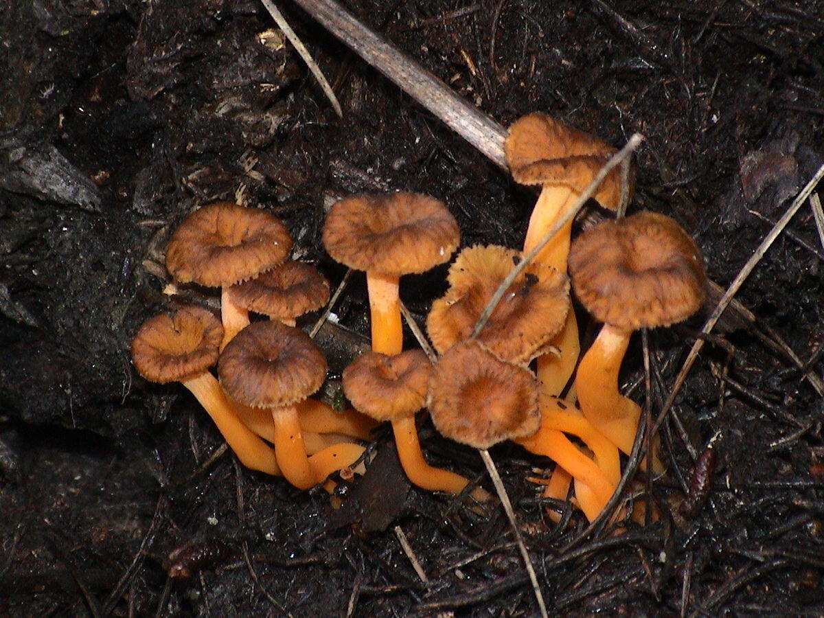 Cantharellus lutescens (Finferla gialla, Galletto giallo) - 