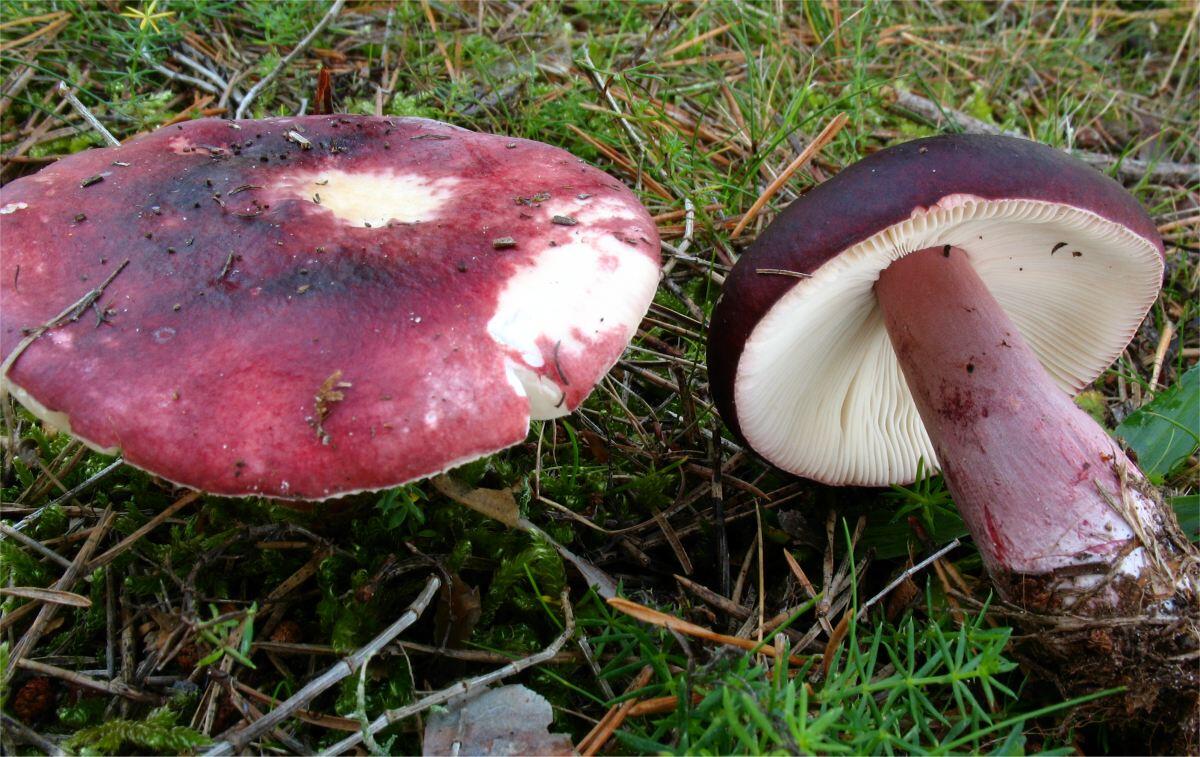 Russula torulosa - 
