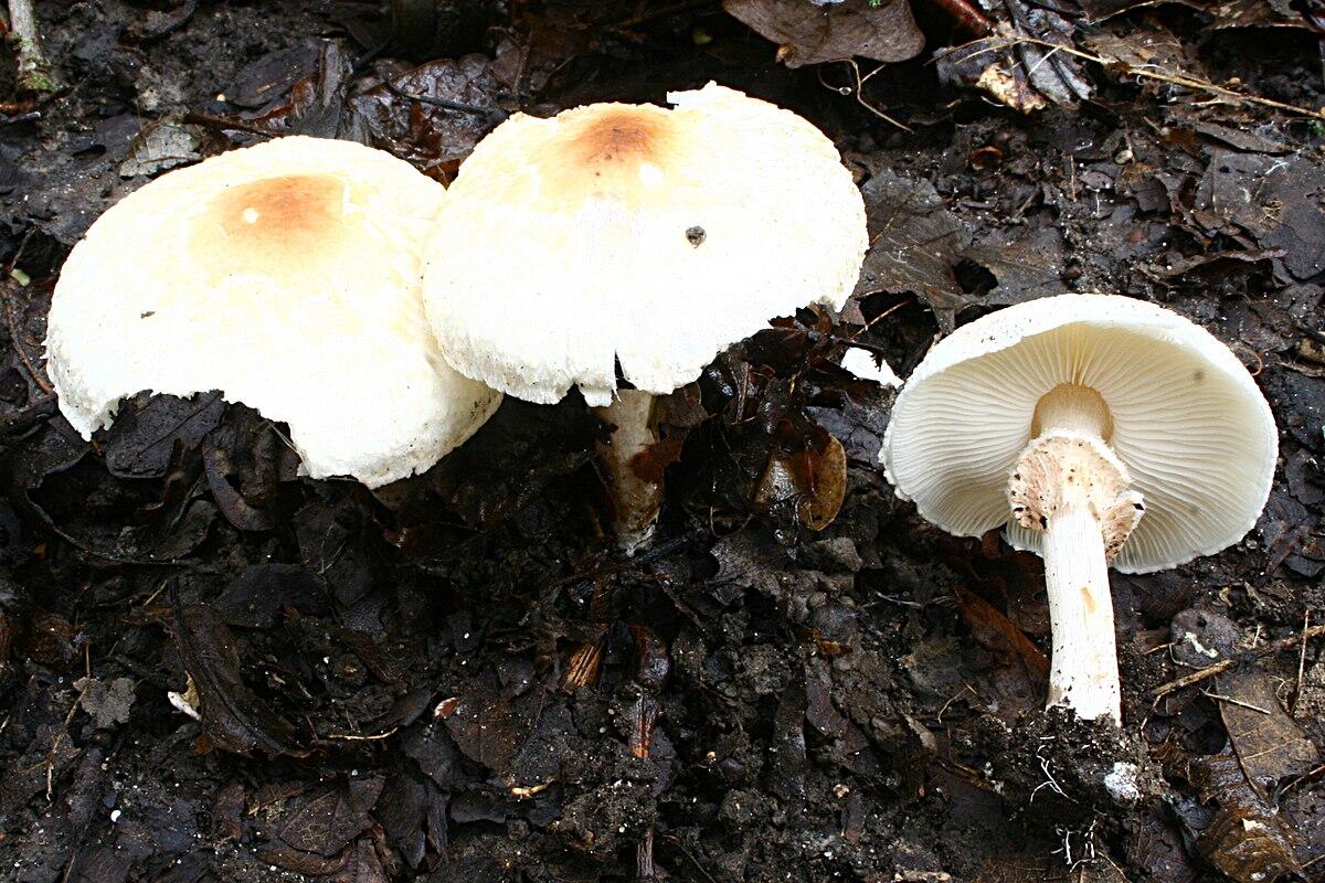 Lepiota cristata - 