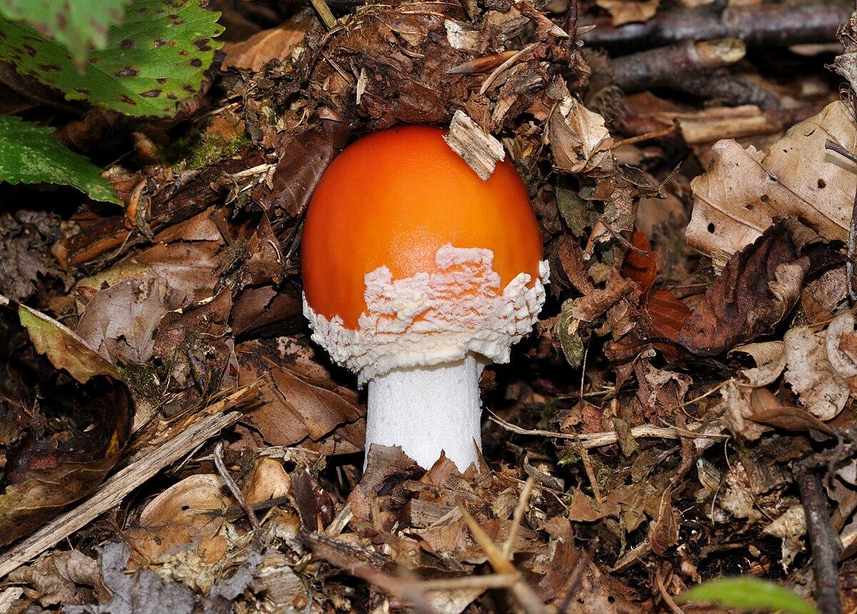 Amanita muscaria (Fungo di Alice, Fungo delle favole, Fungo dei folletti) - 
