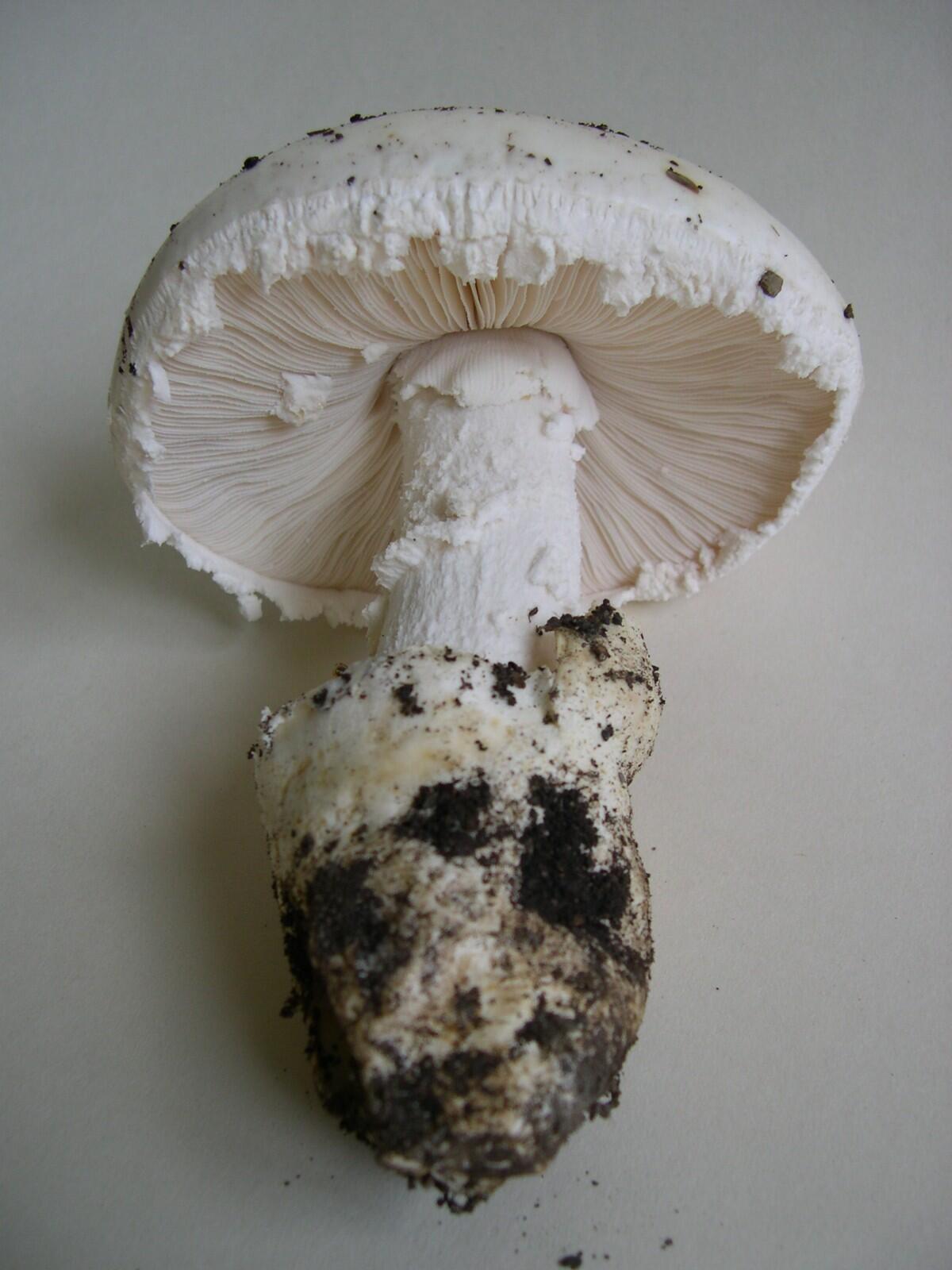 Amanita ovoidea (Ovulo malefico) - 