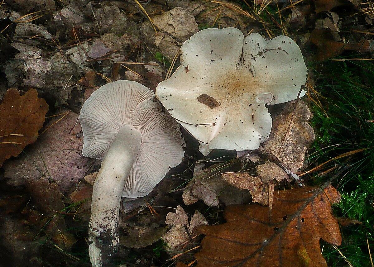 Tricholoma columbetta - 