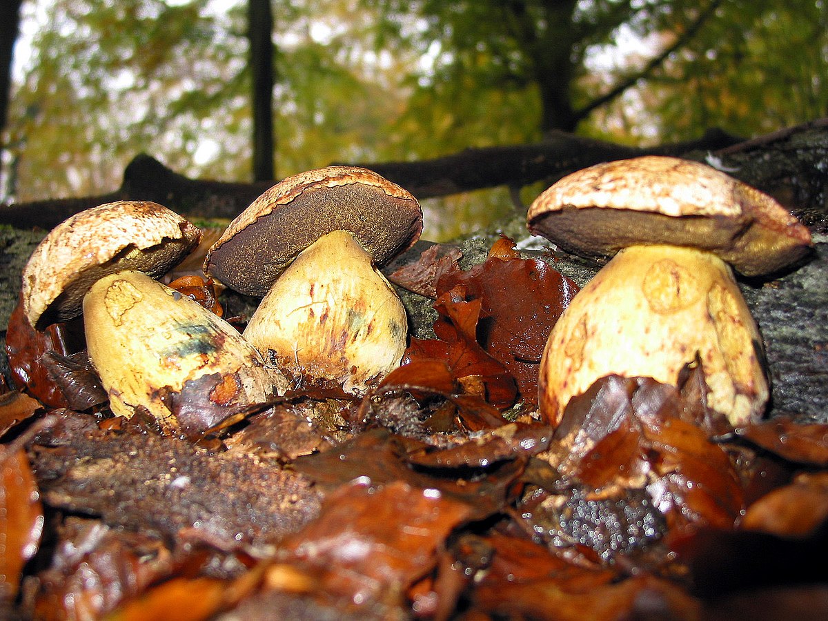 Butyriboletus junquilleus