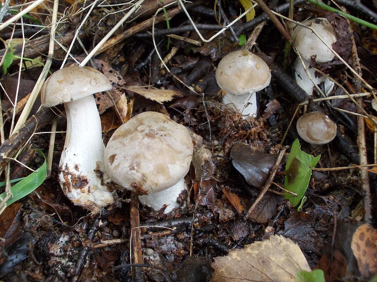 Russula cyanoxantha