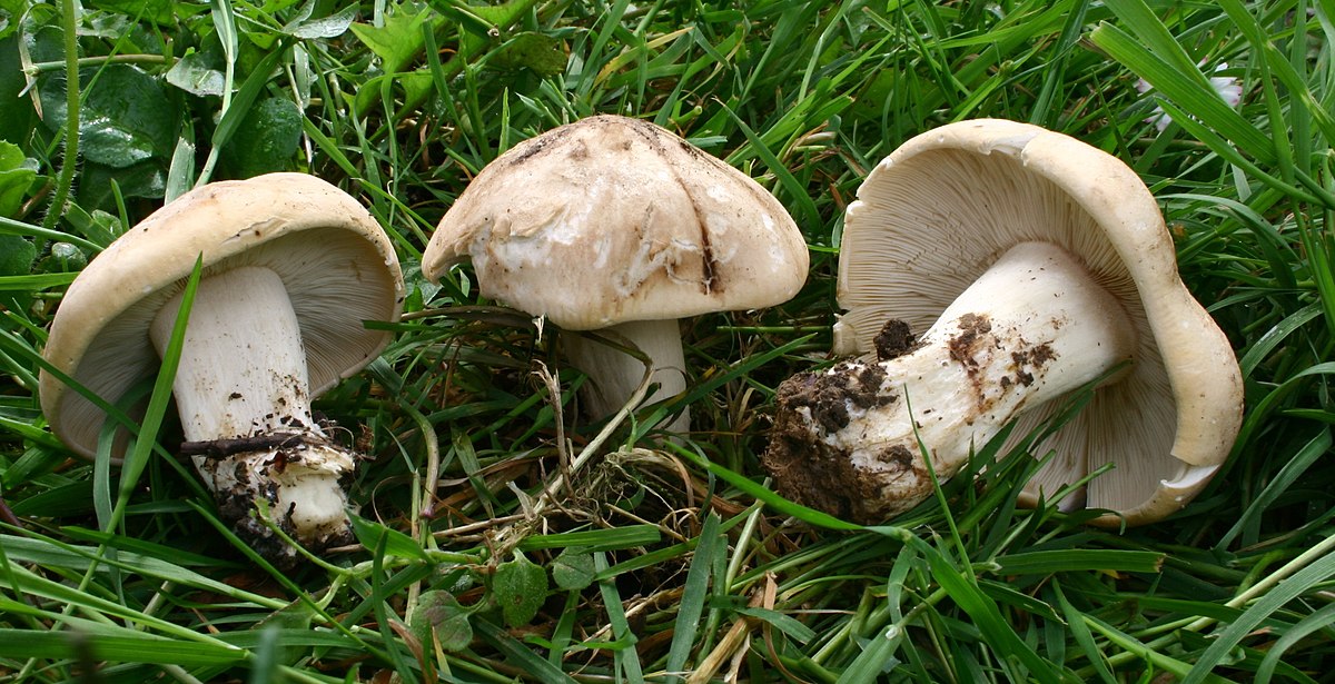 Calocybe gambosa (Prugnolo, Fungo di San Giorgio, Maggiolino, Fungo di maggio)