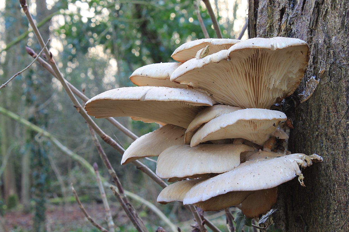 Pleurotus cornucopiae