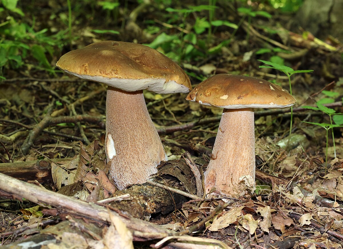 Boletus reticulatus (Porcino estivo, Porcino reticolato)