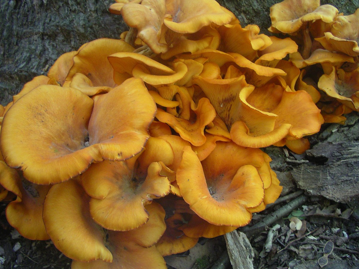 Omphalotus olearius (Funghi dell'ulivo, Funghi delle streghe)