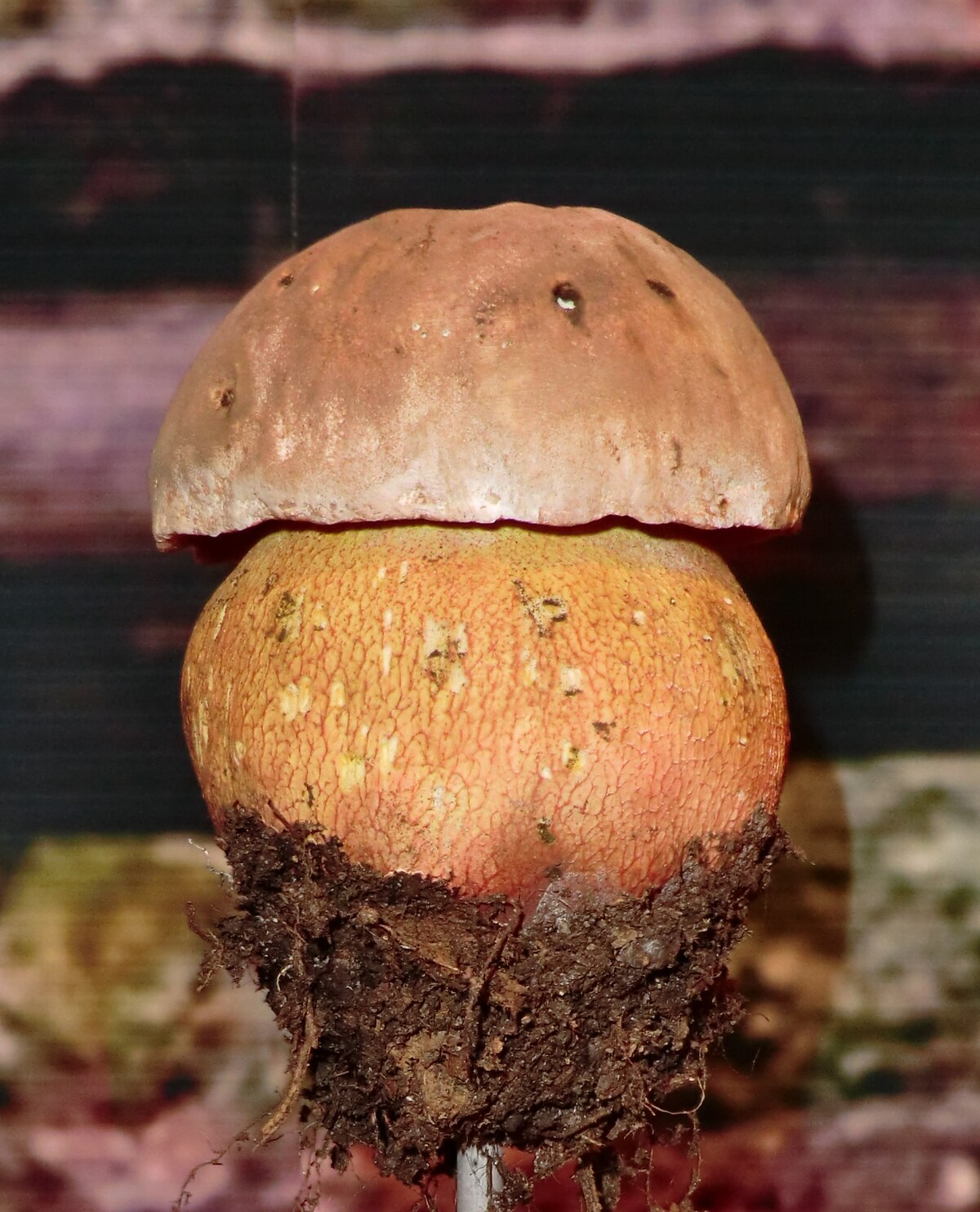 Rubroboletus rhodoxanthus