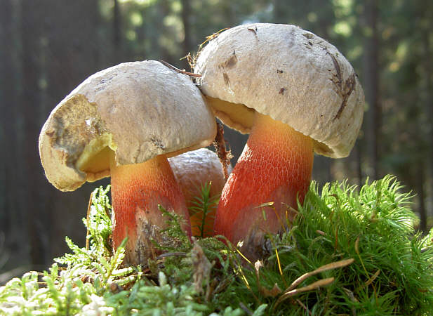 Boletus calopus (Porcino dal gambo rosso, Porcino dal piede bello)
