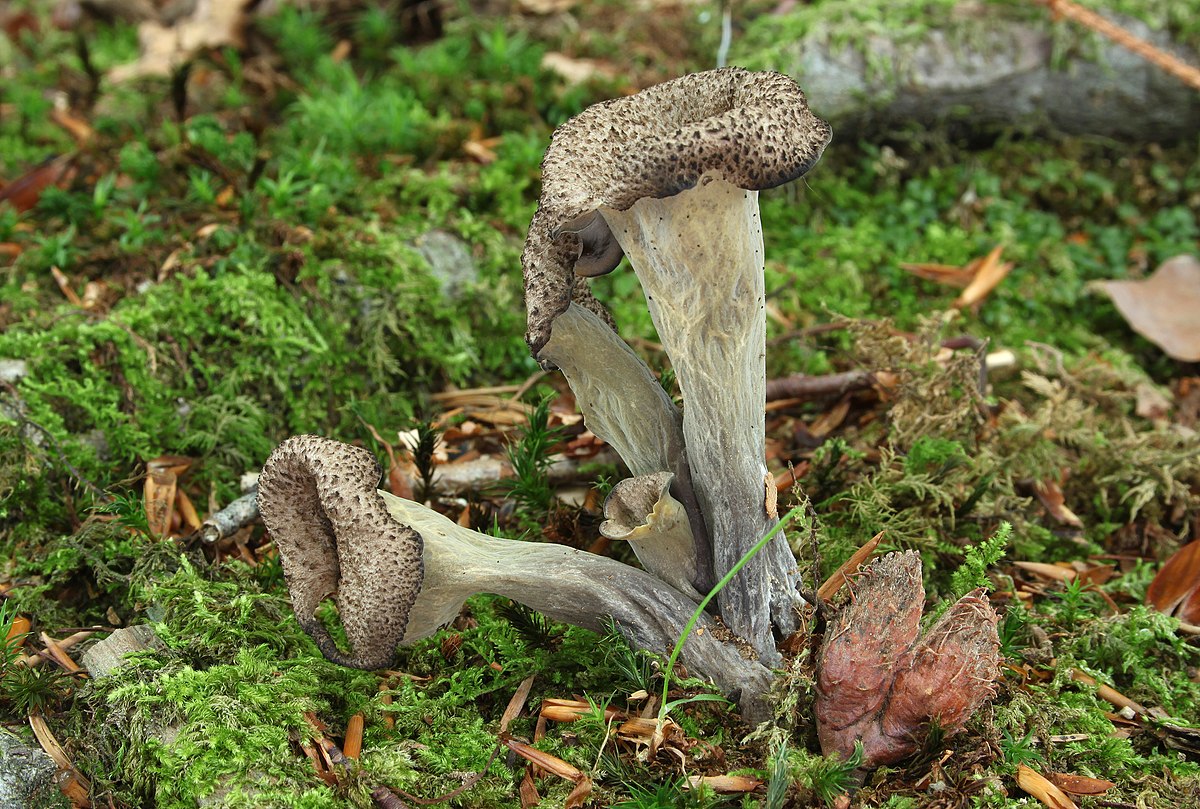 Craterellus cornucopioides (Trombetta dei morti, Corno dell'abbondanza)