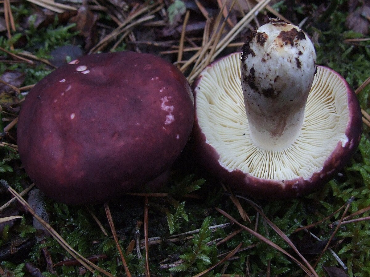 Russula torulosa
