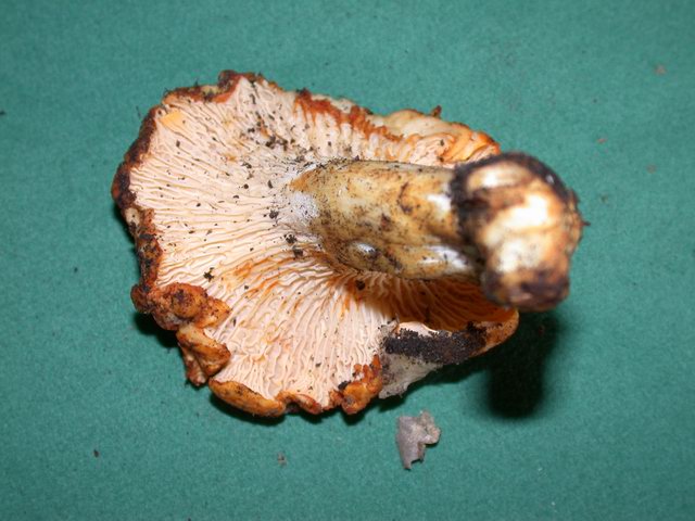 Cantharellus subcibarius (Galletto subcibario, Finferlo subcibario)