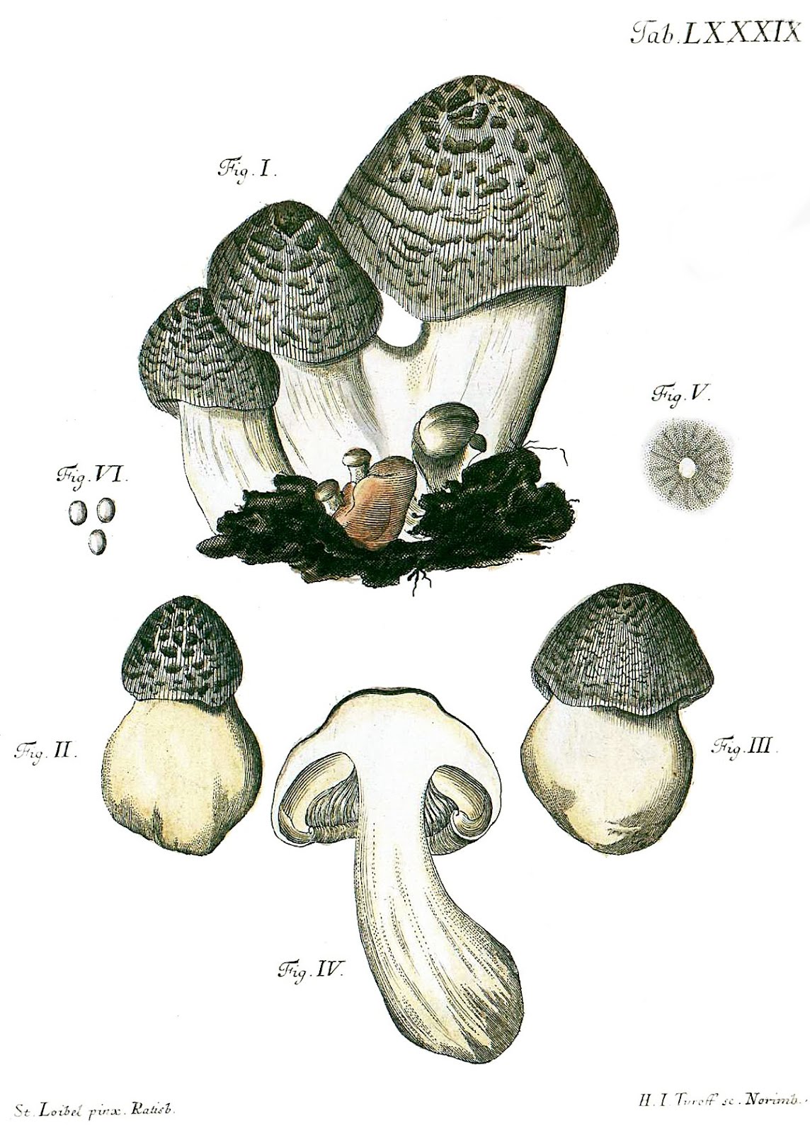 Tricholoma tigrinum