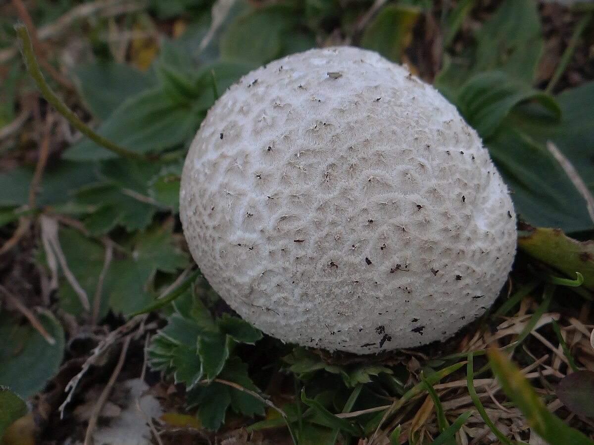 Lycoperdon candidum