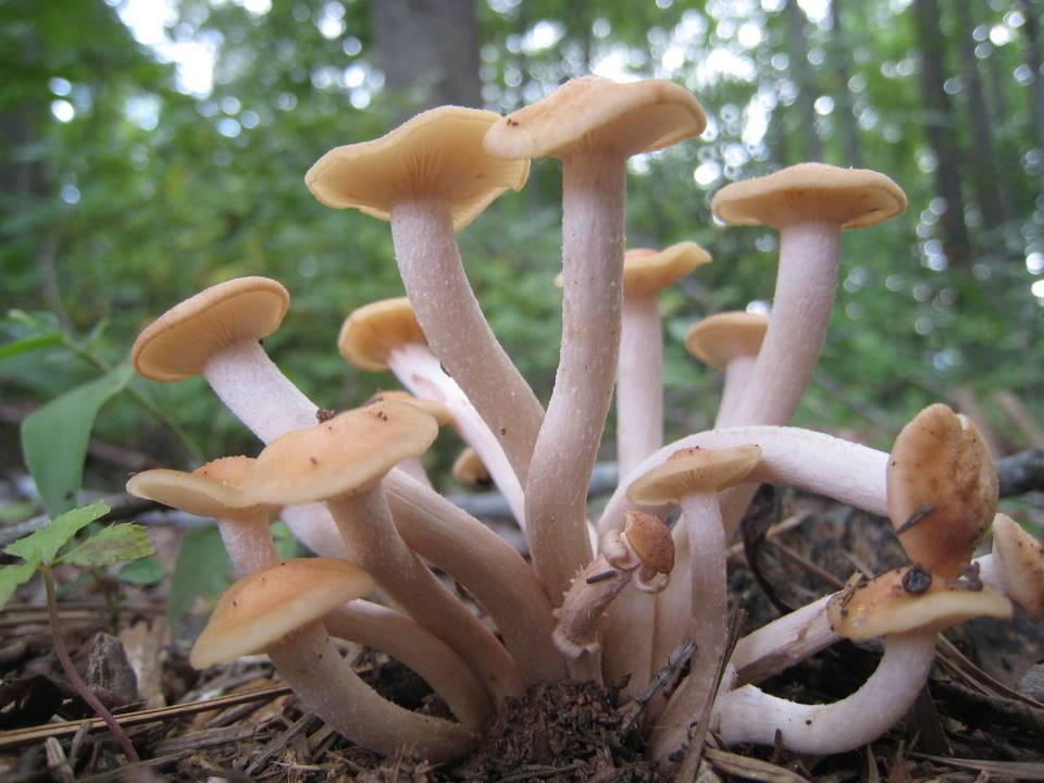 Armillaria tabescens (Chiodino senza anello)