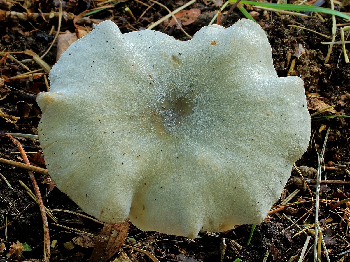 Clitocybe odora (Clitocibe odoroso, Fungo all'anice)