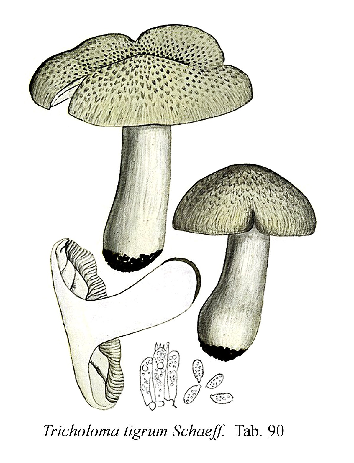 Tricholoma tigrinum