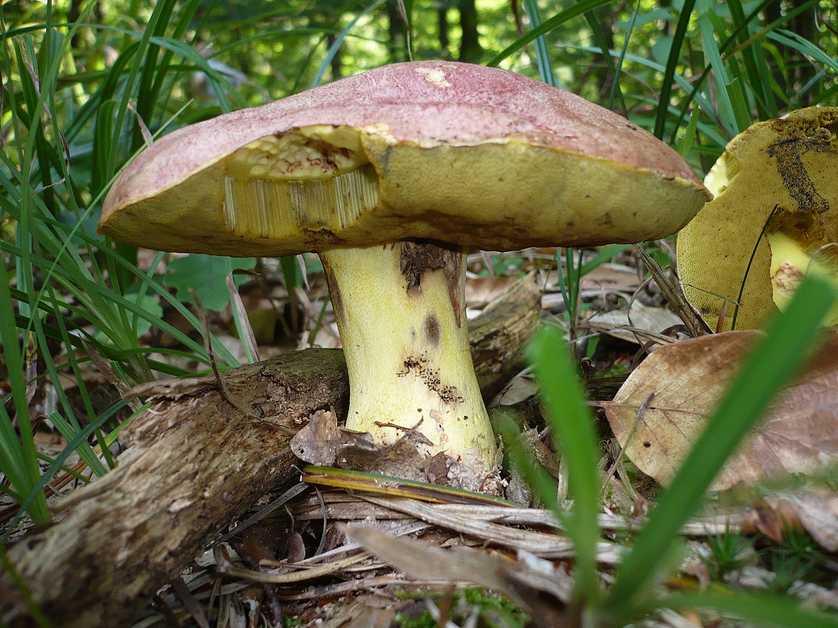 Boletus regius (Porcino reale)