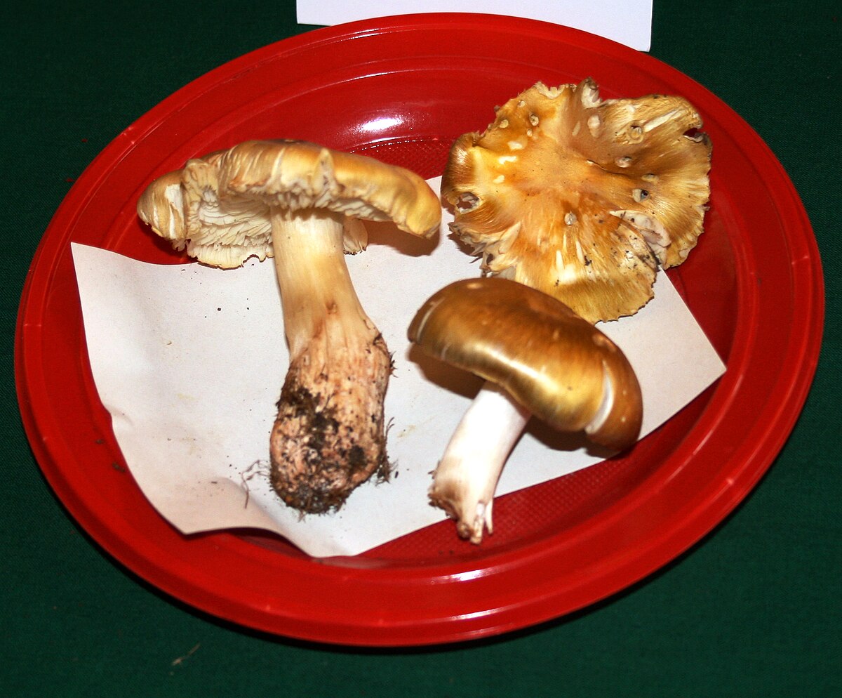 Tricholoma sejunctum