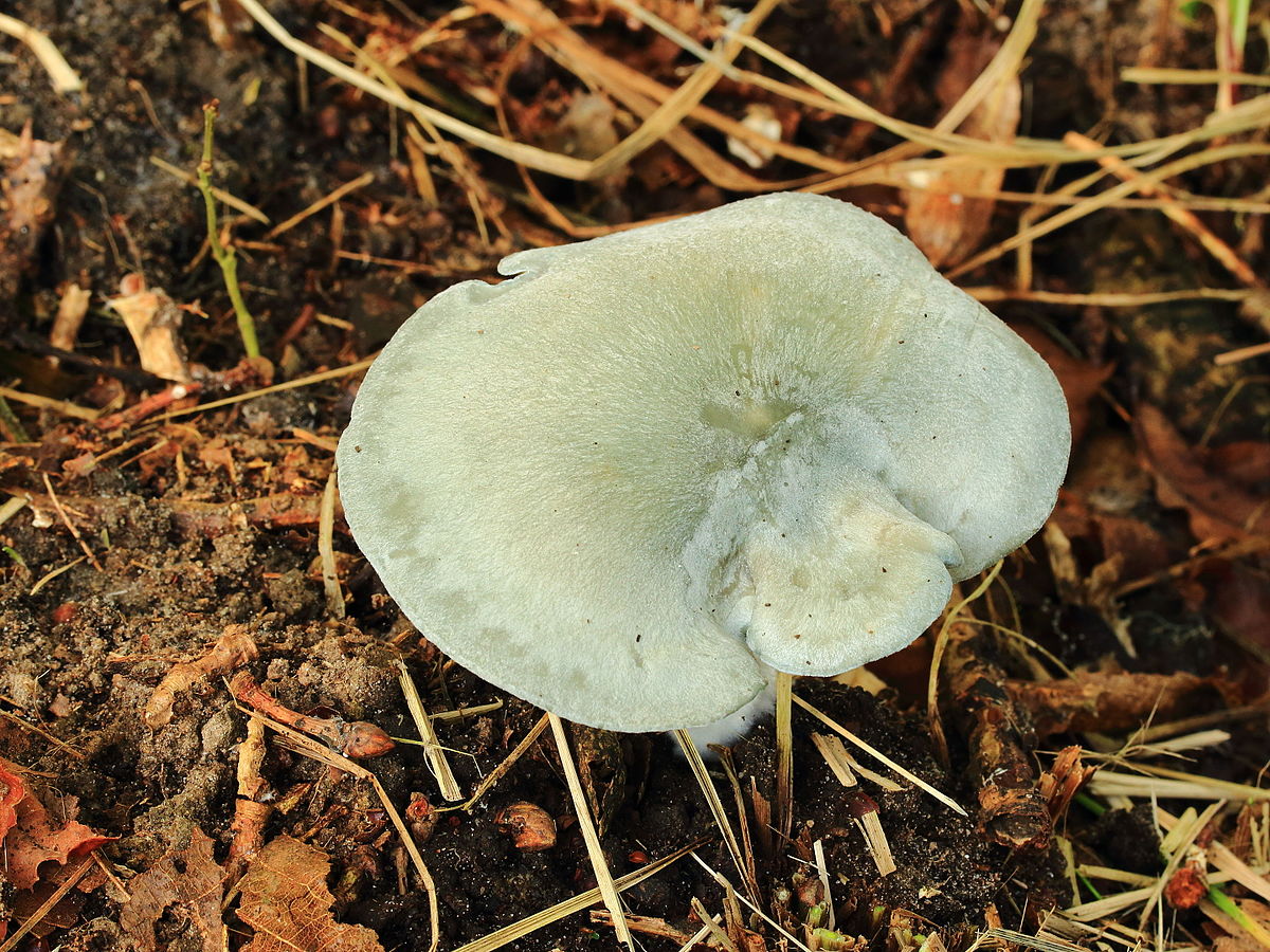 Clitocybe odora (Clitocibe odoroso, Fungo all'anice)