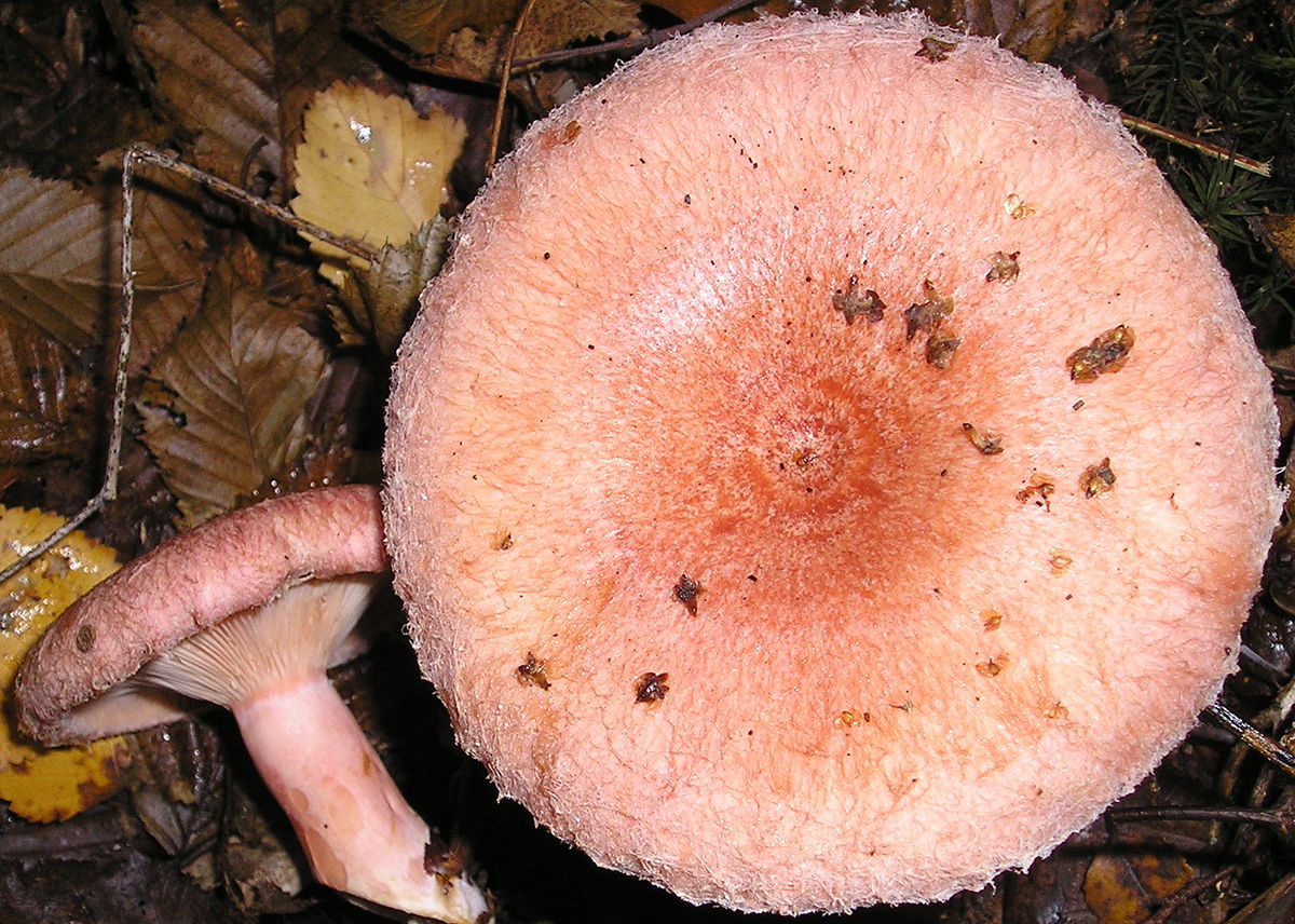 Lactarius torminosus