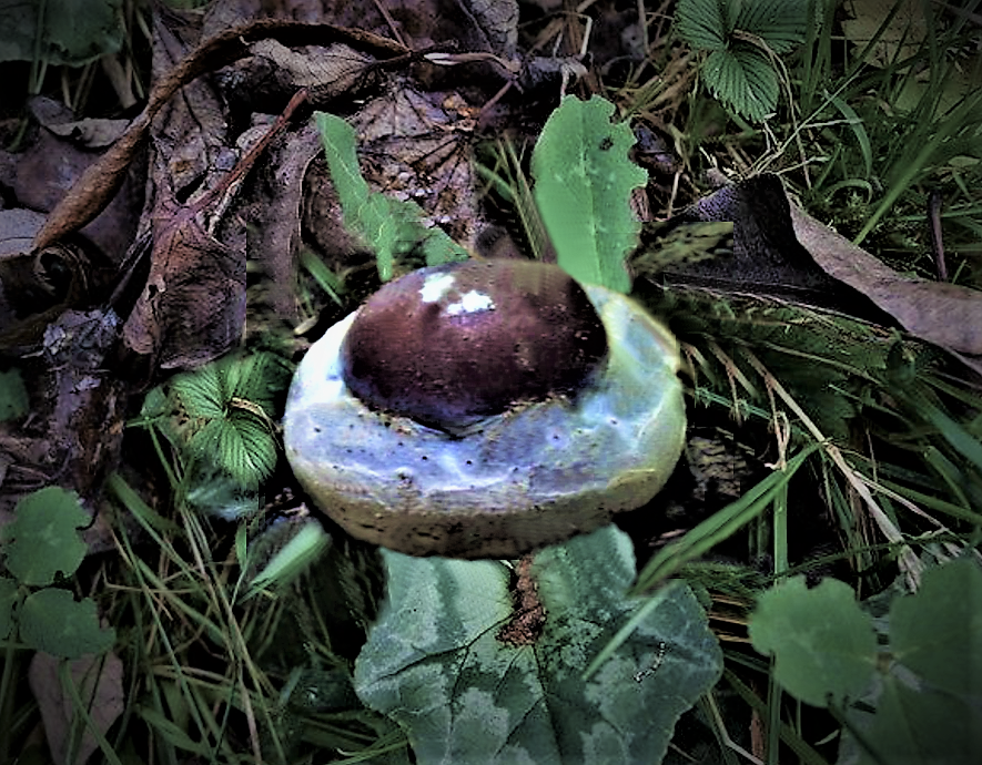 Cortinarius praestans (Cortinario maestoso, Cortinario gigante)