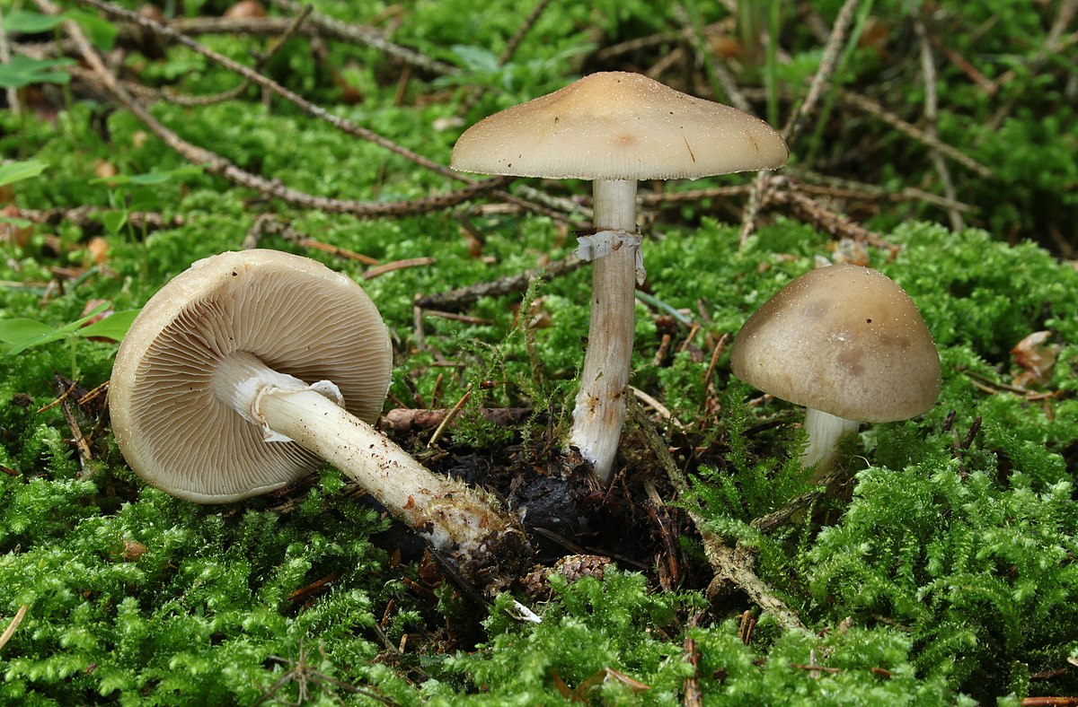 Agrocybe aegerita (Pioppino, Piopparello)