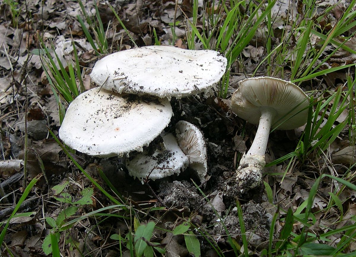 Amanita ovoidea (Ovulo malefico)