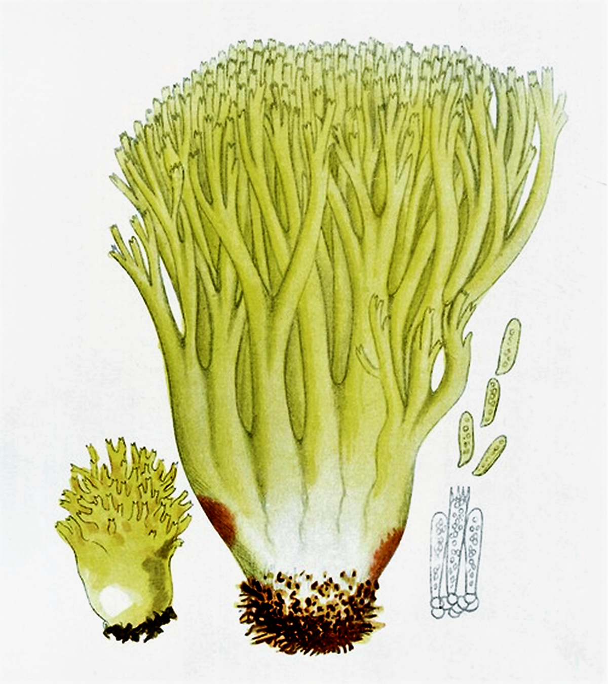 Clavaria flava (Ramaria gialla, Fungo corallo giallo)