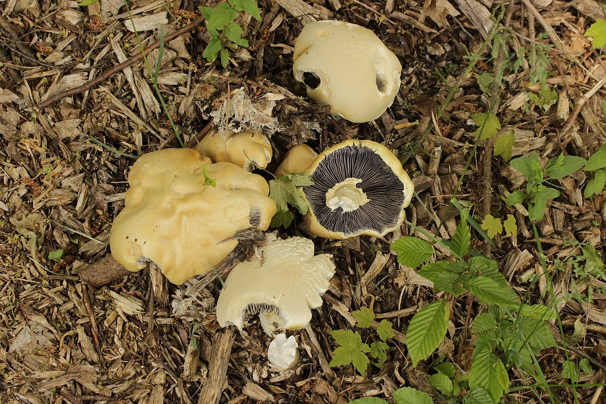 Stropharia rugosoannulata