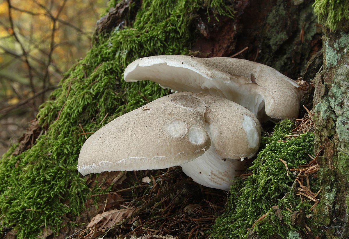 Pleurotus dryinus