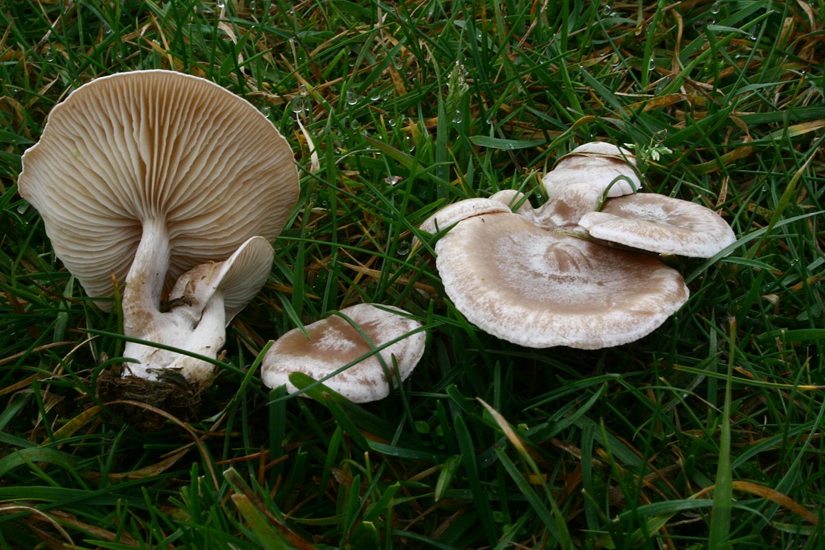 Clitocybe rivulosa (Falso Chiodino, Funnel delle Streghe)