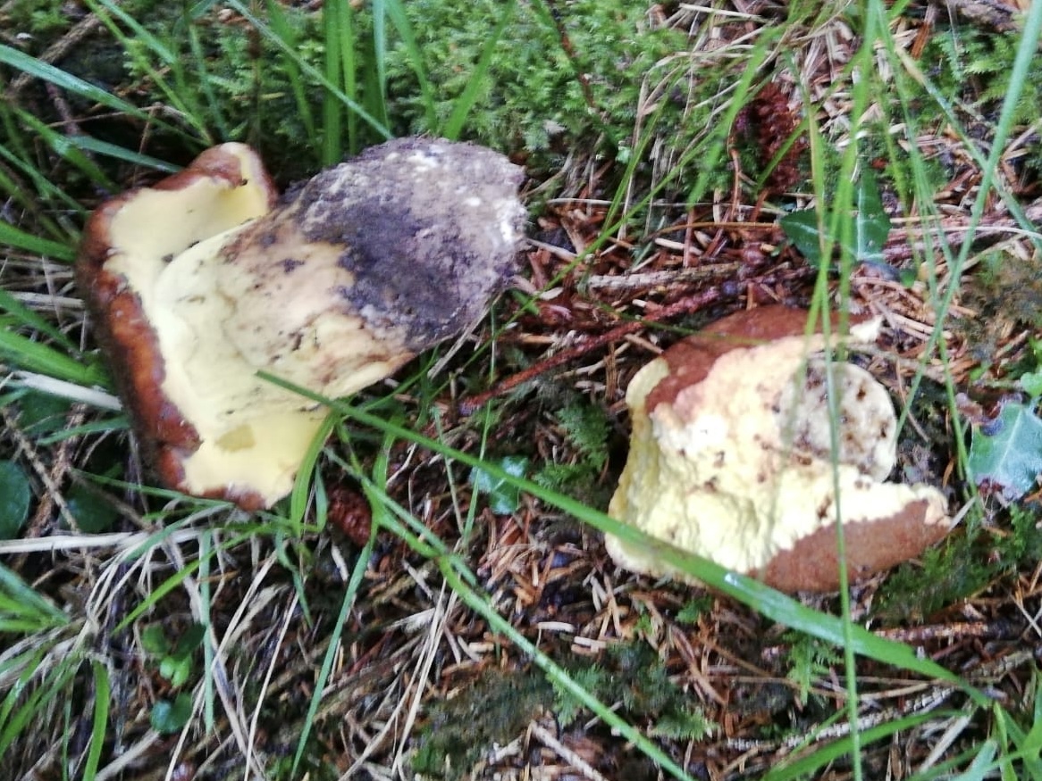 Boletus appendiculatus (Porcino giallo, Porcino appendicolato)