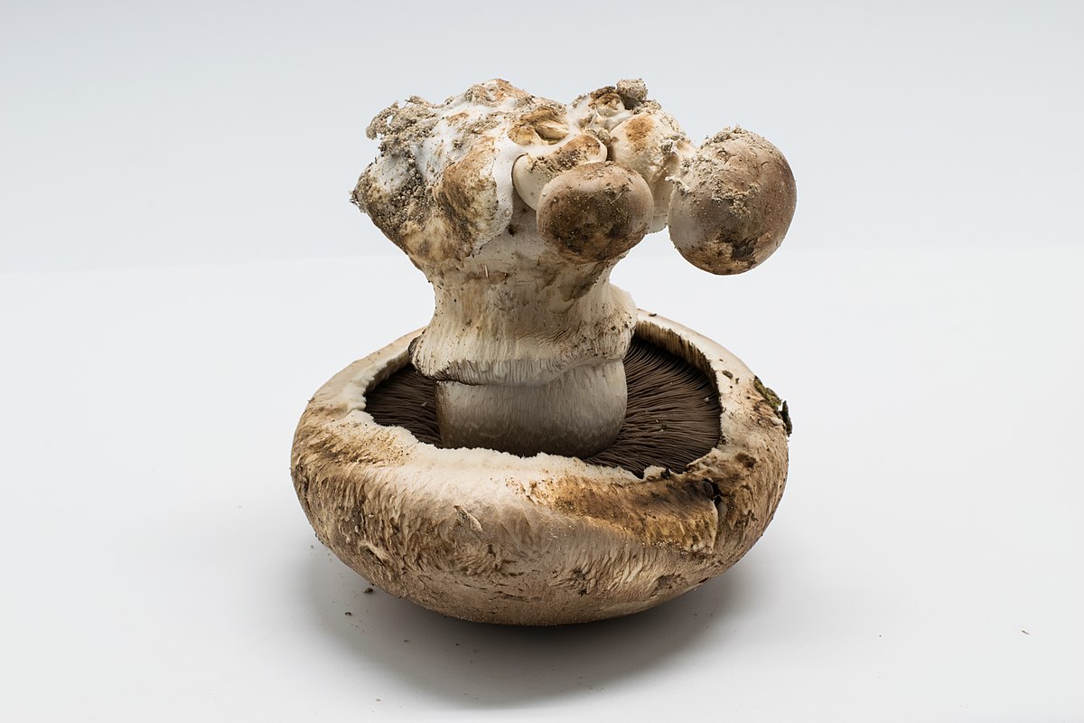 Agaricus bisporus (Champignon, Prataiolo, Fungo bianco)