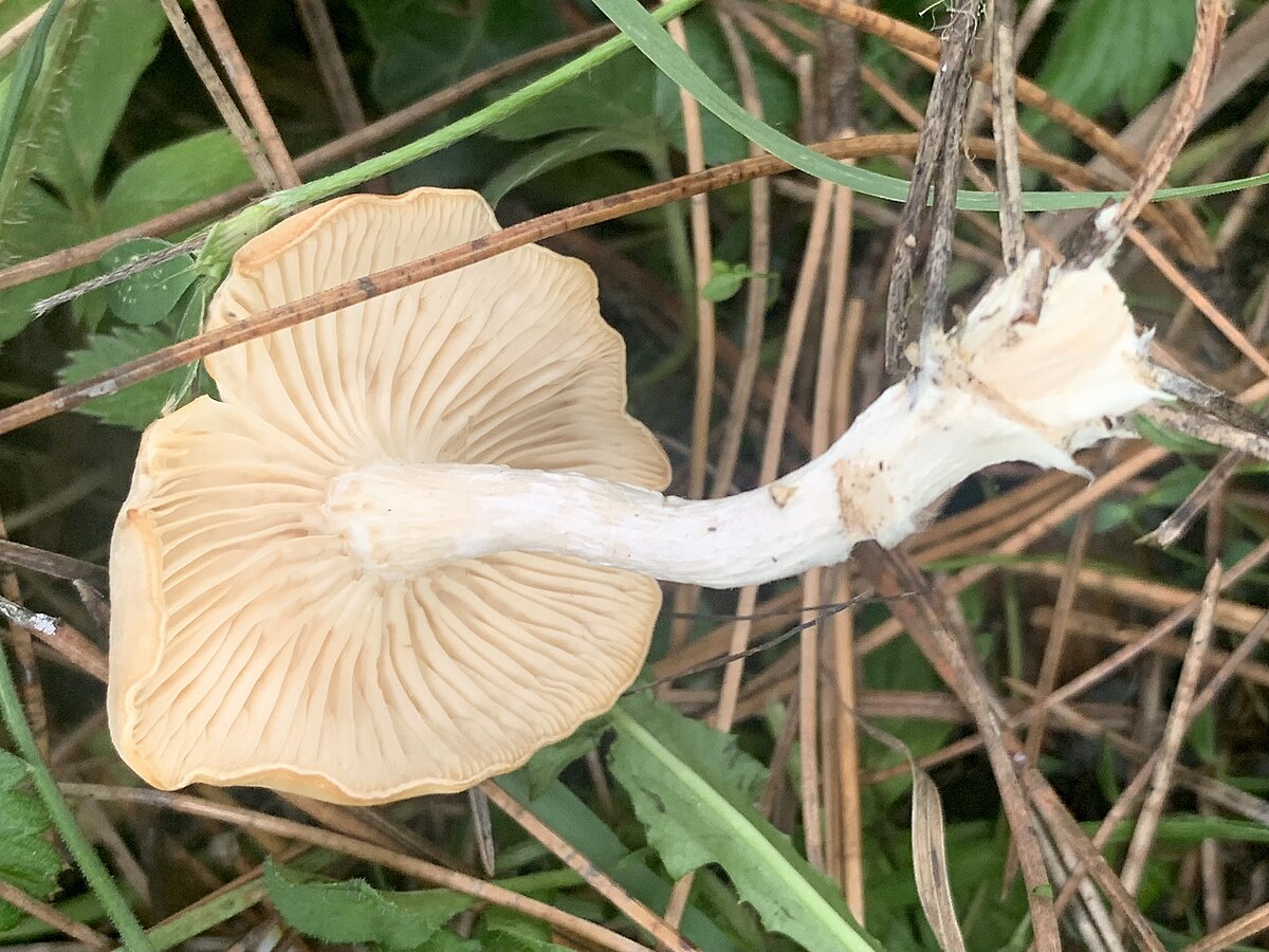Clitocybe rivulosa (Falso Chiodino, Funnel delle Streghe)