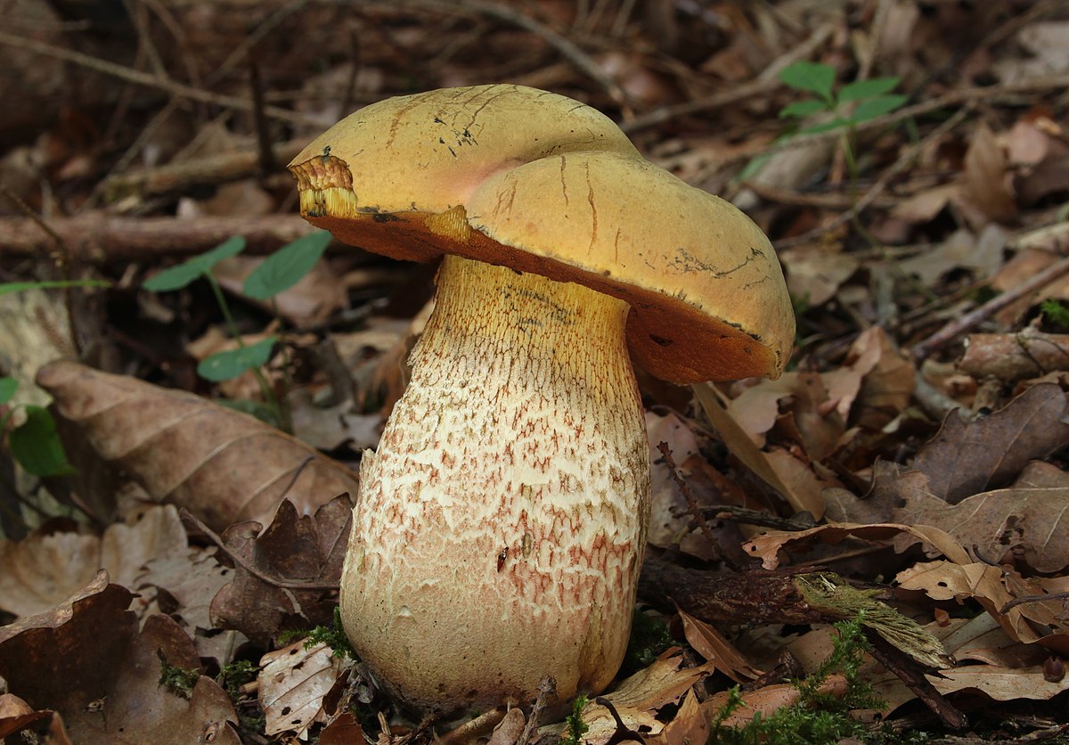 Suillellus luridus