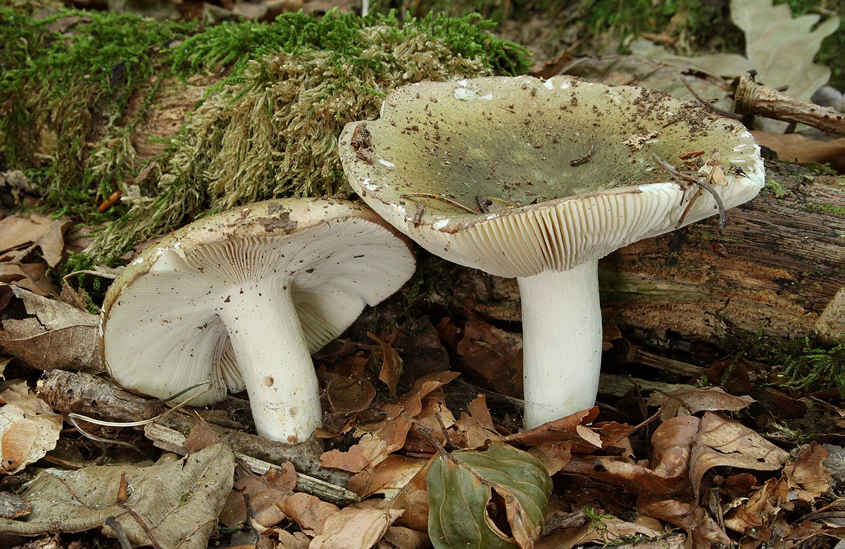 Russula cutefracta