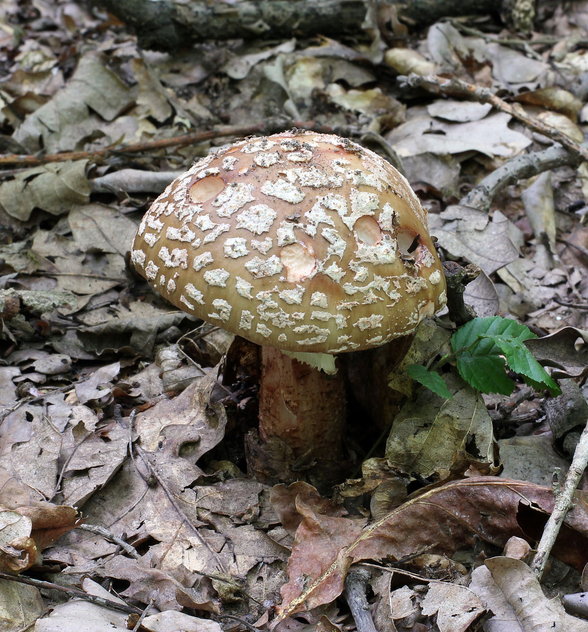 Amanita rubescens (Tignosa vinata)