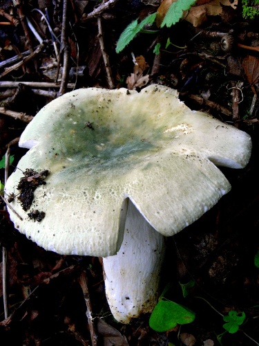 Russula virescens