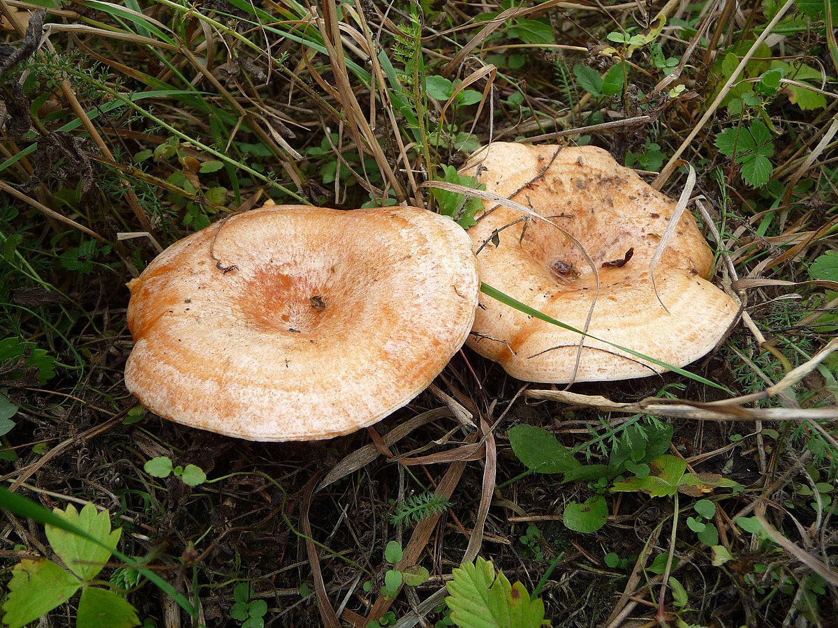 Lactarius deliciosus
